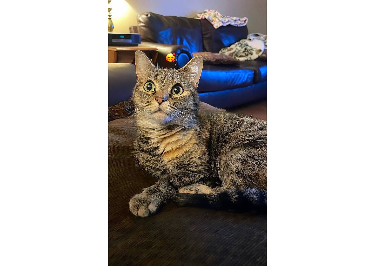 Lena is registered to the contest to win money with this photo: carnivore, cat, comfort, domestic_short_haired_cat, electric_blue, felidae, fur, paw, photo_caption, rectangle, sitting, small_to_medium_sized_cats, whiskers
