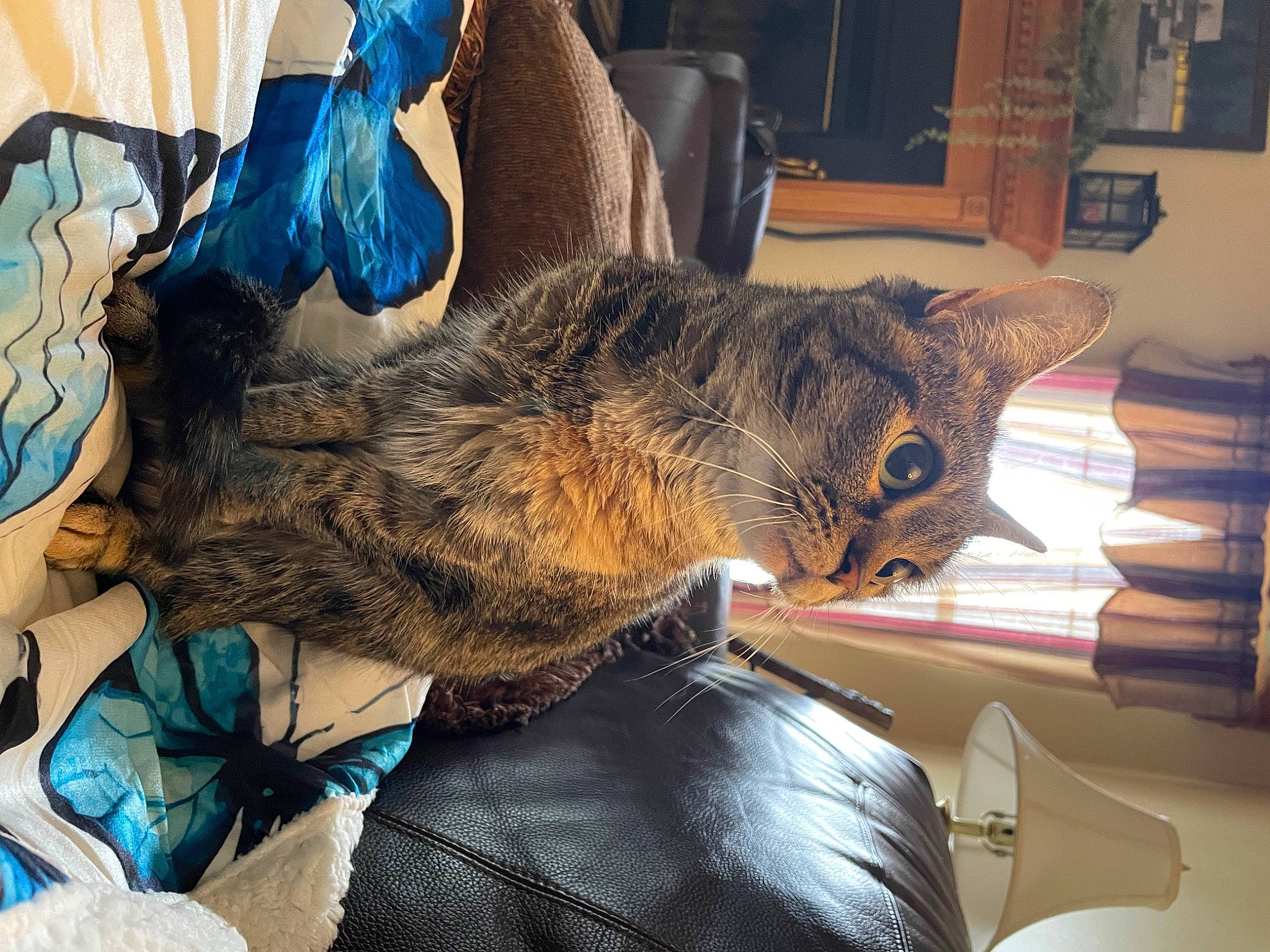 Lena is registered to the contest to win money with this photo: bag, carnivore, cat, claw, comfort, domestic_short_haired_cat, felidae, fur, lap, linens, luggage_and_bags, nap, paw, picture_frame, room, small_to_medium_sized_cats, tail, whiskers