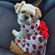 Sophie Grace is registered to the contest to win money with this photo: dog, pet, animal, cute, fluffy, dress, strawberry_pattern, red_bow, car_seat, fur, small_dog, looking_up, sitting, indoors, adorable, mammal, companion, domestic_animal, portrait, canine