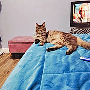 Babyboy is registered to the contest to win money with this photo: bed, blanket, blue_blanket, cat, curious, domestic, fur, furniture, indoor, lighter, looking_at_camera, man_on_tv, pet, pink_stool, purple_lighter, resting, stool, tabby_cat, television, wooden_floor
