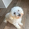 dog, white_dog, curly_fur, pet, indoor, wooden_floor, flooring, looking_up, cute, small_dog, companion, animal, curious, sitting, fur, domestic_animal, friendly, canine, house, portrait