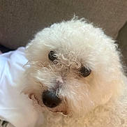 Bella is registered to the contest to win money with this photo: dog, white_dog, curly_fur, pet, close_up, portrait, cute, animal, fluffy, indoor, resting, looking, face, black_nose, soft_light, cozy, companion, curly_hair, domestic_animal, brown_background