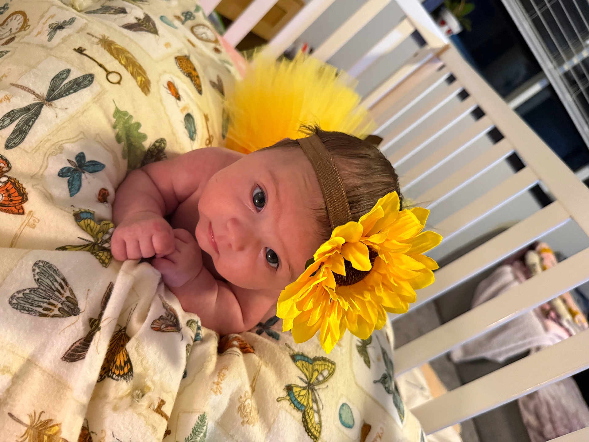 Layla is registered to the contest to win money with this photo: baby, newborn, infant, crib, blanket, sunflower, headband, eyes, hands, bedding, butterflies, nursery, portrait, cute, looking_up, indoor, soft_texture, fabric, pattern, peaceful