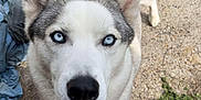 Tyse participe au concours pour gagner de l'argent avec cette photo : dog, husky, blue_eyes, close_up, outdoor, concrete, grass, pet, animal, canine, fur, ears, nose, looking_up, curious, mammal, domestic_animal, portrait, sidewalk, nature