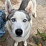 dog, husky, blue_eyes, close_up, outdoor, concrete, grass, pet, animal, canine, fur, ears, nose, looking_up, curious, mammal, domestic_animal, portrait, sidewalk, nature