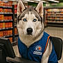 Tyse participe au concours pour gagner de l'argent avec cette photo : husky, dog, blue_eyes, cashier, grocery_store, checkout_counter, vest, pet, animal, store_shelves, retail, service, portrait, fur, ears, indoor, desk, computer, business, work