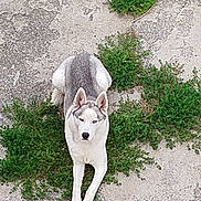 Tyse a rejoint le concours — aidez-le/la à gagner de superbes lots ! dog, husky, animal, pet, outdoor, concrete, weeds, greenery, yellow_flower, laying_down, canine, nature, fur, ears, alert, pavement, resting, summer, daylight, ground