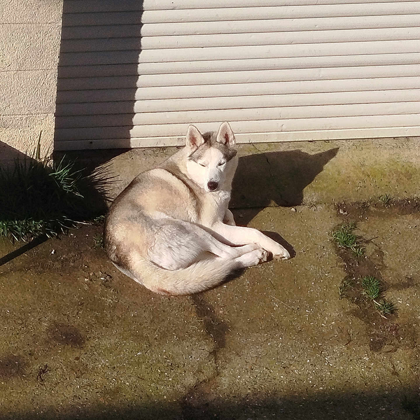 Tyse participe au concours pour gagner de l'argent avec cette photo : dog, husky, animal, pet, outdoor, sunlight, shadow, concrete, garage, wall, resting, lying_down, relaxed, fur, ears, muzzle, daylight, nature, quiet, peaceful