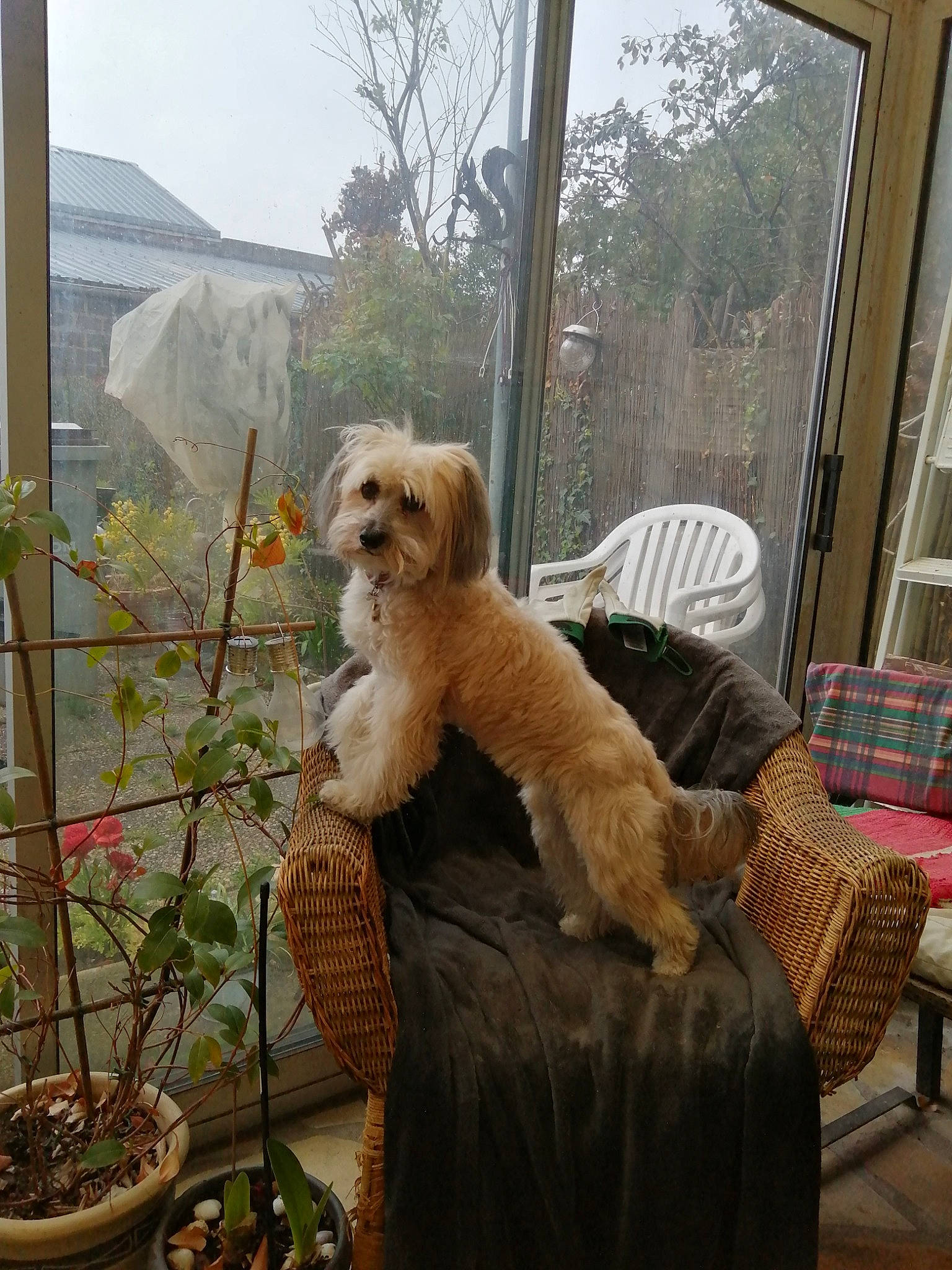 Fidjy a rejoint le concours — aidez-le/la à gagner de superbes lots ! backyard, canidae, carnivore, chair, comfort, companion_dog, dog, dog_breed, fawn, flowerpot, home, houseplant, outdoor_furniture, pet_supply, plant, sky, sporting_group, tail, tree, window