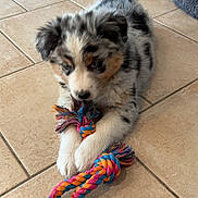 Vito participe au concours pour gagner de l'argent avec cette photo : puppy, dog, toy, rope_toy, playing, floor, tile_floor, indoor, pet, cute, fluffy, merle, young_dog, paw, tail, chewing, animal, pet_toy, fun, happy