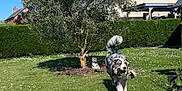 Vito a rejoint le concours — aidez-le/la à gagner de superbes lots ! dog, grass, tree, house, sky, flower, pet, outdoor, sunny, daytime, toy, playful, greenery, shrub, hedge, animal, canine, yard, landscape, nature