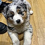 Vito a rejoint le concours — aidez-le/la à gagner de superbes lots ! puppy, dog, indoor, floor, wooden_floor, fur, cute, pet, animal, tail, black_shoes, jeans, laying_down, looking_up, adorable, young_dog, fluffy, playful, domestic_animal, closeup