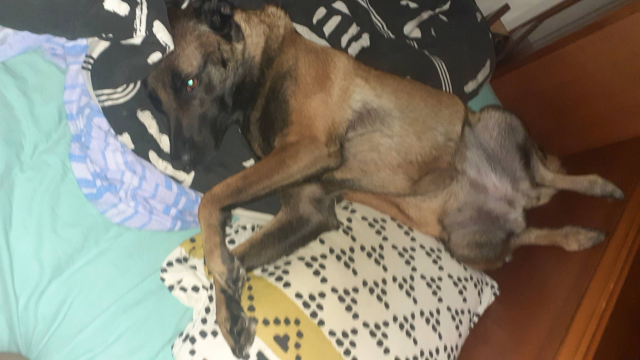 Olympe a rejoint le concours — aidez-le/la à gagner de superbes lots ! carnivore, collar, comfort, companion_dog, dog, dog_breed, dog_supply, fawn, fur, guard_dog, linens, liver, non_sporting_group, pattern, paw, pet_supply, sporting_group, terrestrial_animal, toy_dog, working_animal