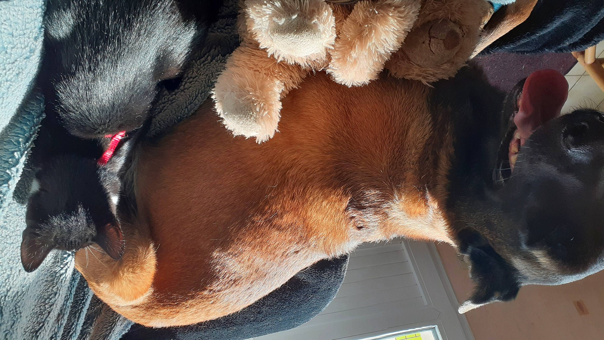 Olympe a rejoint le concours — aidez-le/la à gagner de superbes lots ! canidae, carnivore, companion_dog, dog, dog_breed, fawn, felidae, fur, human_leg, leg, liver, paw, plant, snout, sporting_group, tail, tree, whiskers, window, working_animal