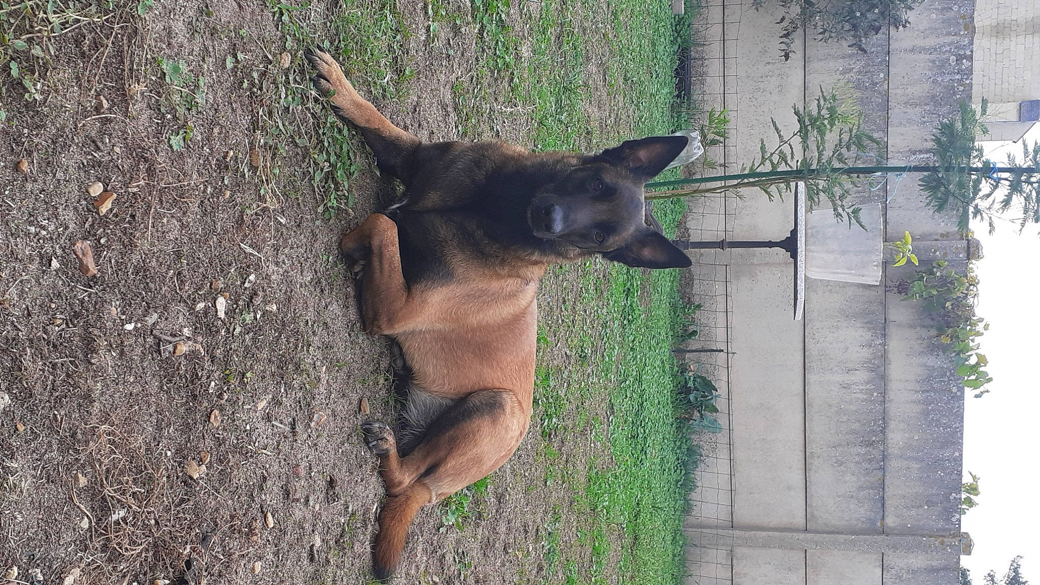 Olympe a rejoint le concours — aidez-le/la à gagner de superbes lots ! biting, carnivore, companion_dog, dog, dog_breed, east_european_shepherd, german_shepherd_dog, grass, herding_dog, old_german_shepherd_dog, plant, tail, terrestrial_animal, trunk, working_animal, working_dog