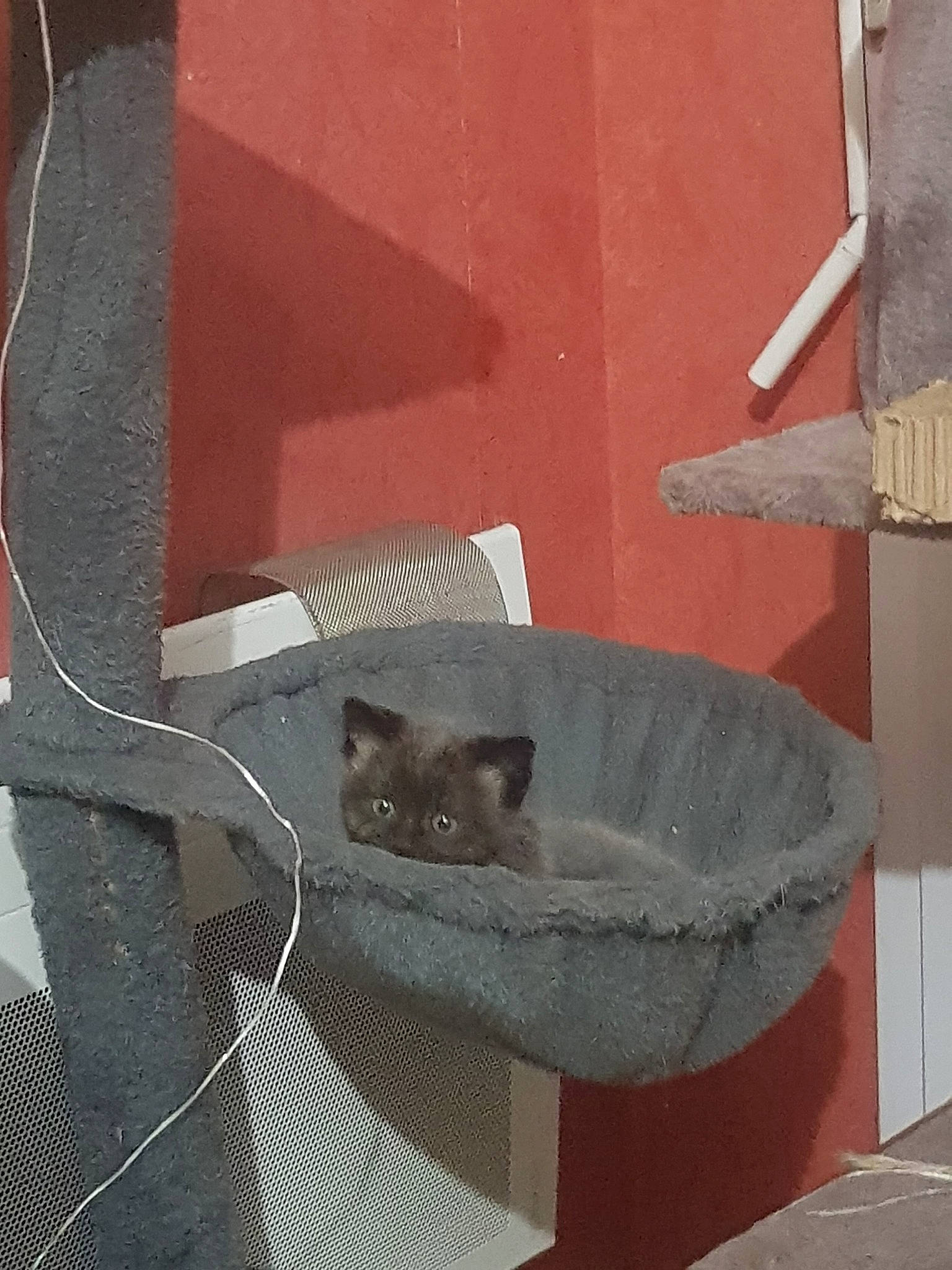 étoile participe au concours pour gagner de l'argent avec cette photo : carnivore, cat, cat_supply, domestic_short_haired_cat, fawn, felidae, grey, metal, pet_supply, room, siamese, small_to_medium_sized_cats, tail, whiskers, wood