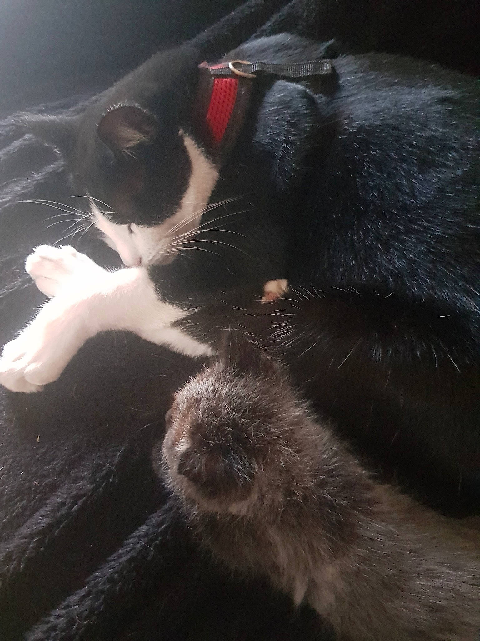 étoile a rejoint le concours — aidez-le/la à gagner de superbes lots ! carmine, carnivore, cat, claw, darkness, dog_breed, domestic_short_haired_cat, felidae, foot, fur, monochrome_photography, paw, plant, small_to_medium_sized_cats, snout, sporting_group, tail, terrestrial_animal, tints_and_shades, whiskers