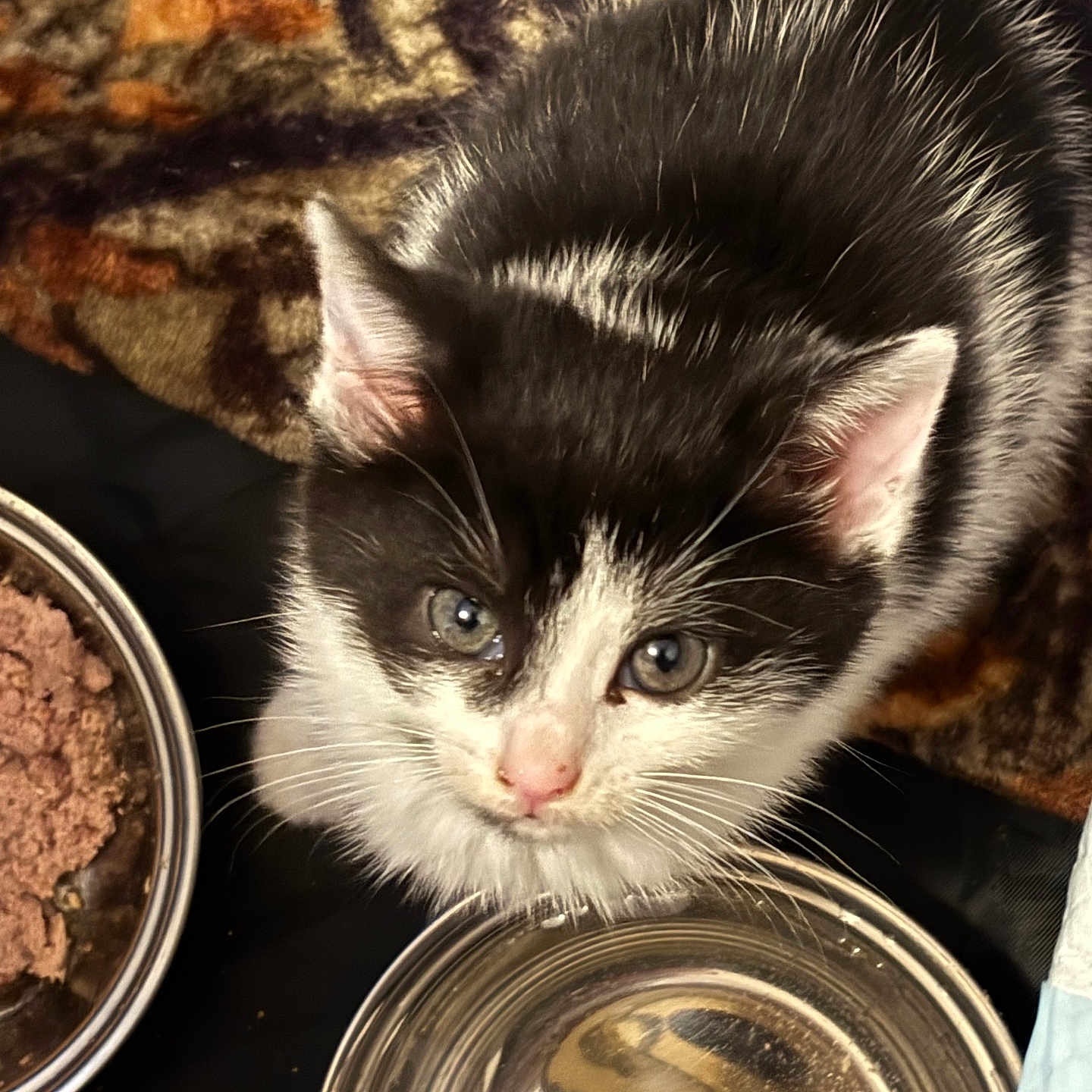 Oreo