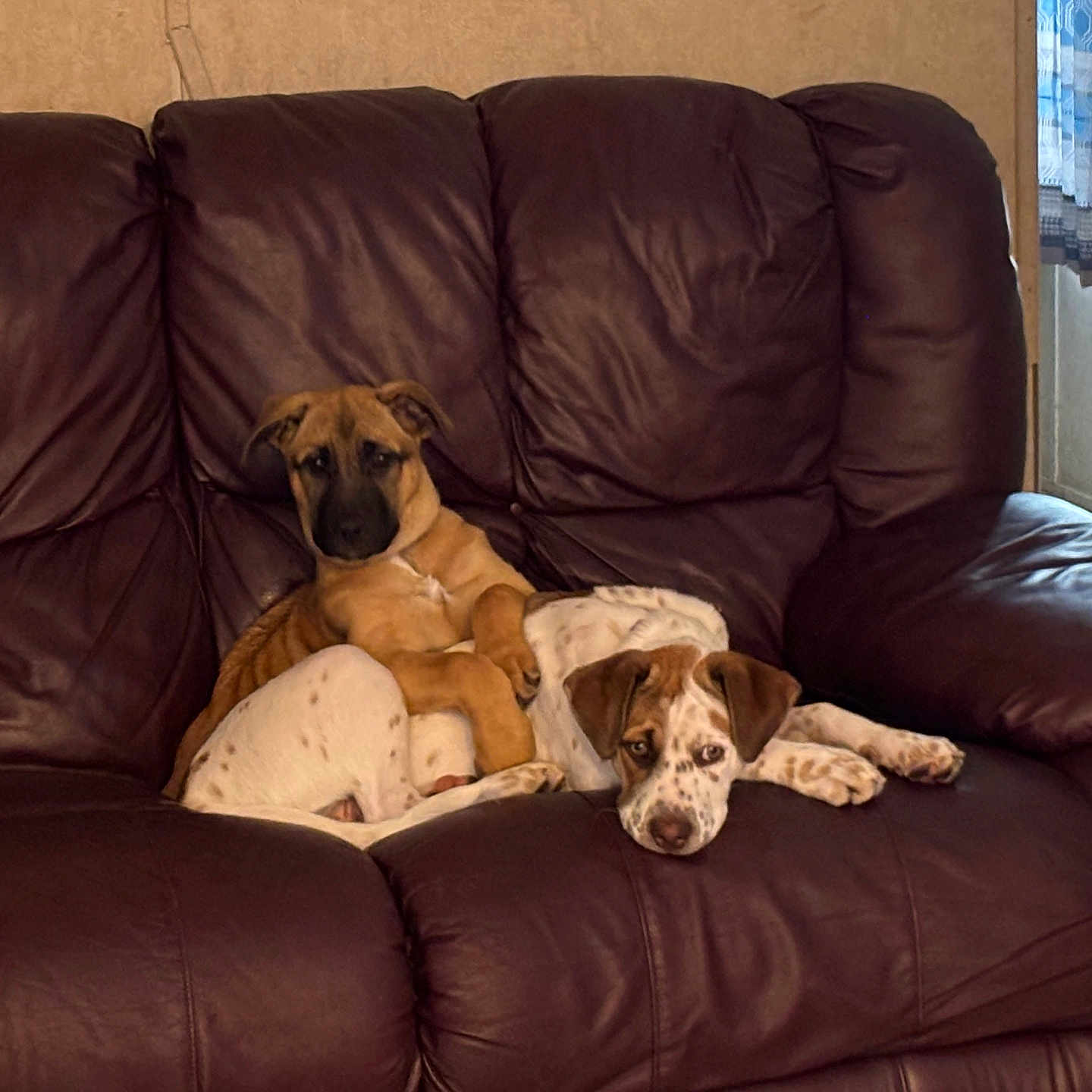 Lily And Penny