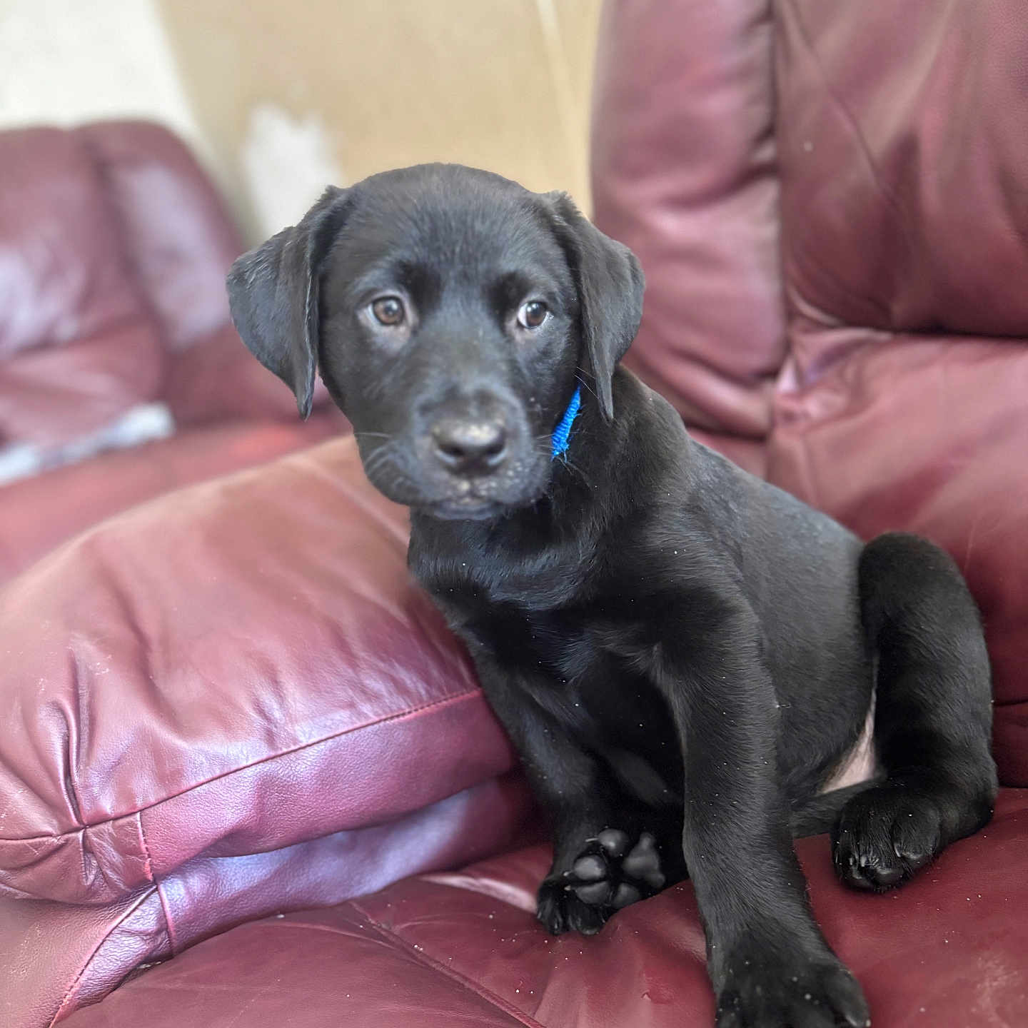 Coco is registered to the contest to win money with this photo: adult, animal, architecture, armchair, building, canine, chair, couch, dog, furniture, hound, indoors, labradorretriever, livingroom, male, man, person, pet, puppy, room