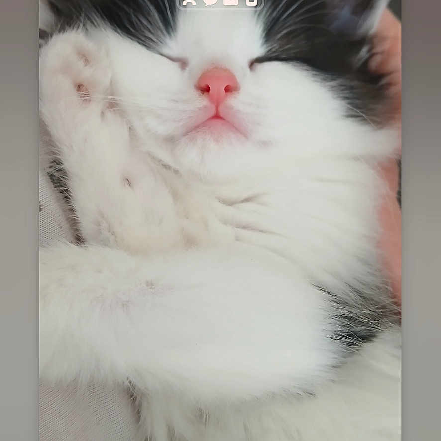 Lola joined the competition — help win amazing prizes! advertisement, angora, animal, cat, computer, computerhardware, electronics, hardware, kitten, mobilephone, monitor, person, pet, phone, poster, screen, sleeping, snout, text, texting