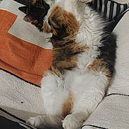 Cricri a rejoint le concours — aidez-le/la à gagner de superbes lots ! cat, calico, fluffy, pet, animal, sleeping, relaxed, indoor, blanket, striped, couch, fur, whiskers, paw, tail, cozy, tile_floor, home, resting, cute