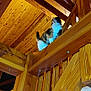 Cricri participe au concours pour gagner de l'argent avec cette photo : cat, wood, beam, ceiling, indoor, furniture, railing, curious, pet, animal, plush, architecture, wooden_structure, cozy, rustic, interior, fur, looking_up, domestic_cat, house