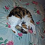 Cricri participe au concours pour gagner de l'argent avec cette photo : cat, fluffy, sleeping, stretching, bed, bedspread, floral_pattern, white, brown, black, orange, paw, tail, cute, pet, indoor, relaxed, animal, feline, cozy