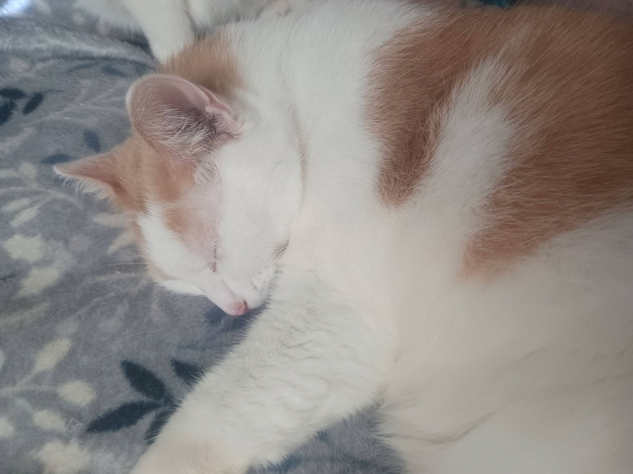 Oscar is registered to the contest to win money with this photo: carnivore, cat, comfort, domestic_short_haired_cat, felidae, fur, nap, paw, sleep, small_to_medium_sized_cats, tail, terrestrial_animal, whiskers