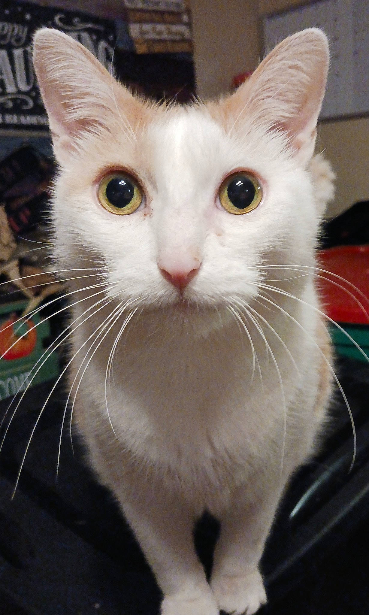 Oscar is registered to the contest to win money with this photo: carnivore, cat, collar, curious, domestic_short_haired_cat, eye, fawn, felidae, fur, paw, pet_supply, small_to_medium_sized_cats, snout, tail, vehicle_registration_plate, whiskers, window