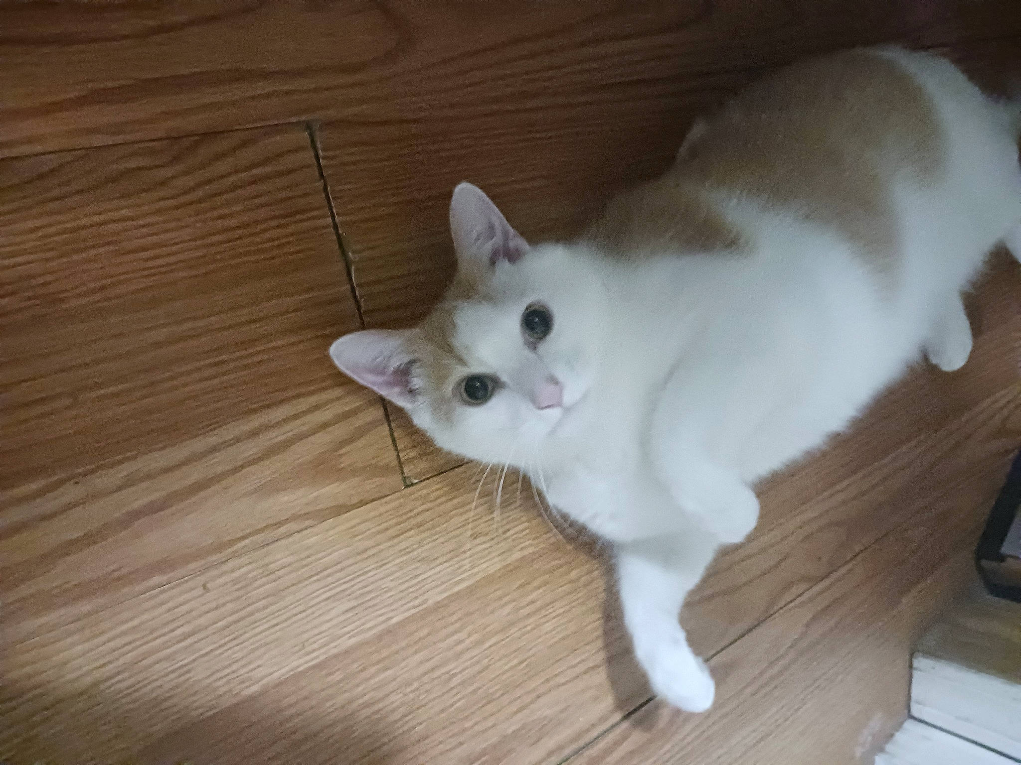 Oscar is registered to the contest to win money with this photo: carnivore, cat, domestic_short_haired_cat, fawn, felidae, flooring, fur, hardwood, paw, small_to_medium_sized_cats, snout, tail, varnish, whiskers, wood, wood_flooring, wood_stain