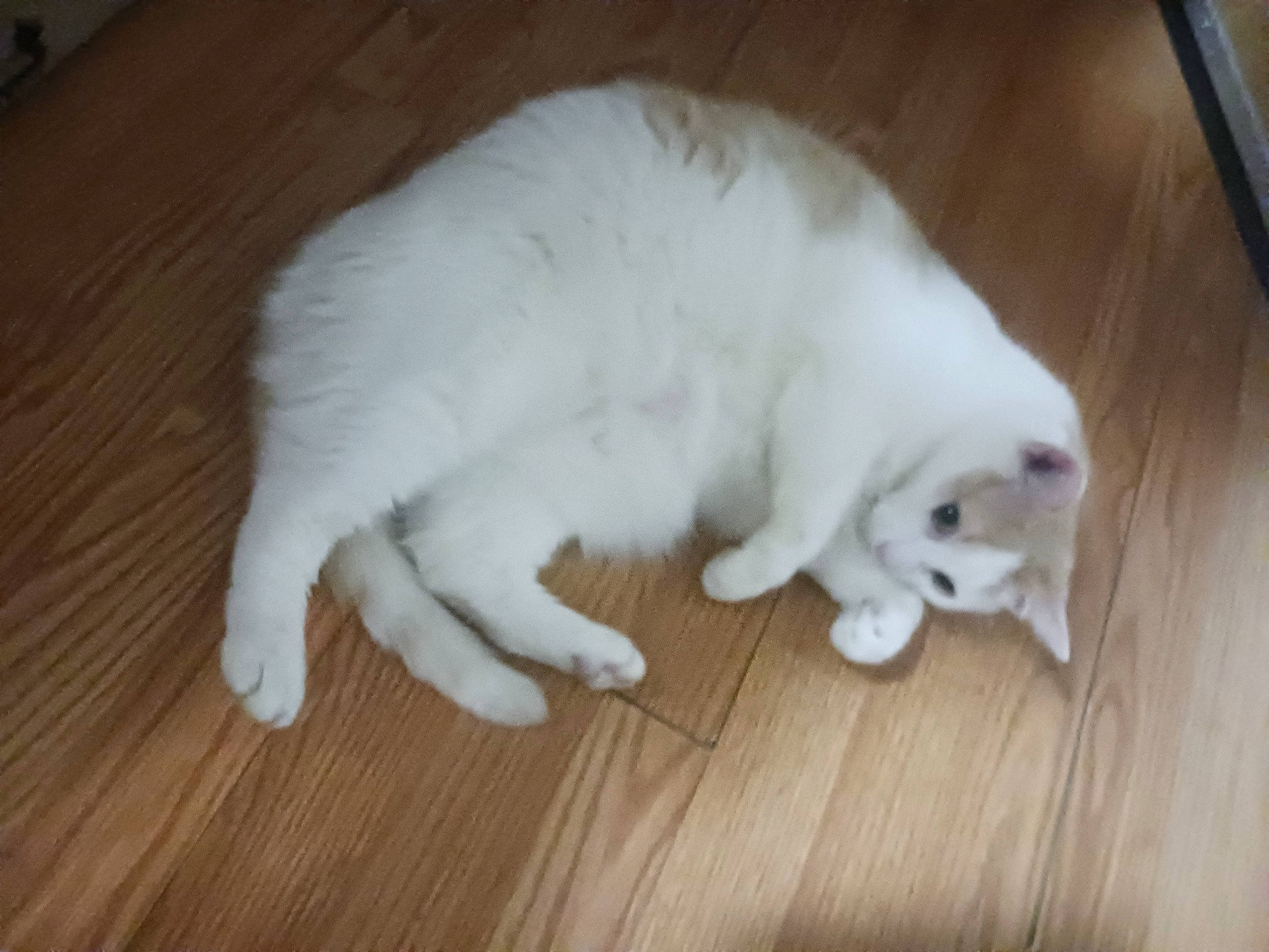 Oscar joined the competition — help win amazing prizes! canidae, carnivore, companion_dog, dog, dog_breed, fawn, felidae, flooring, fur, hardwood, paw, small_to_medium_sized_cats, snout, sporting_group, tail, terrestrial_animal, whiskers, wood, wood_flooring, wood_stain