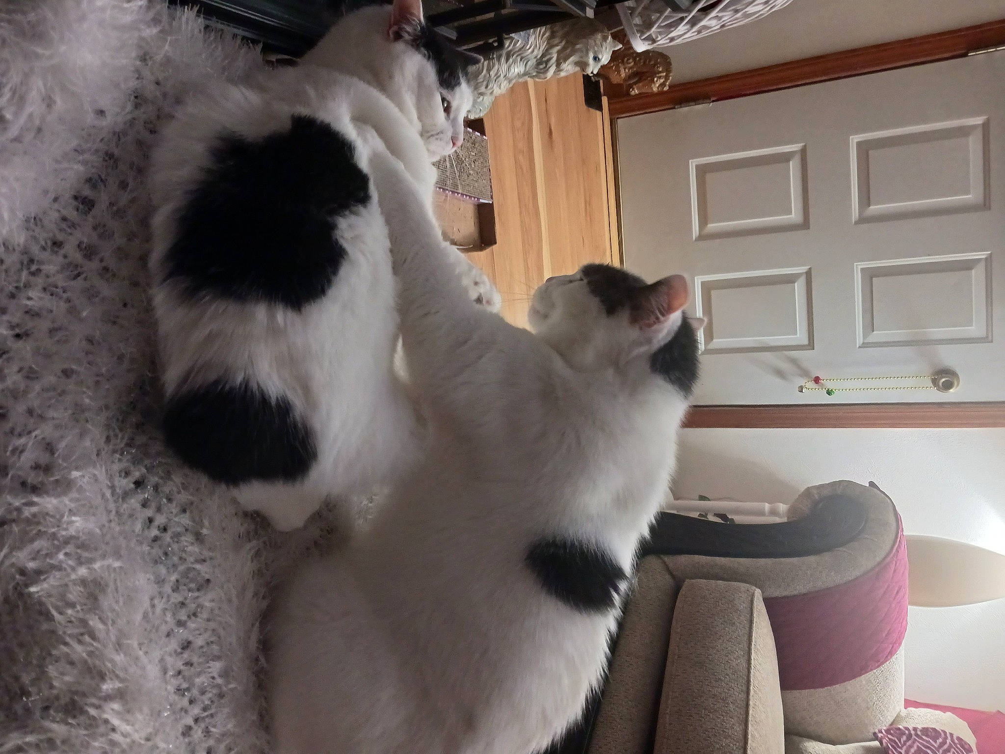 Lucky is registered to the contest to win money with this photo: canidae, carnivore, cat, claw, comfort, companion_dog, dog_breed, domestic_short_haired_cat, door, felidae, flooring, fur, paw, small_to_medium_sized_cats, snout, tail, terrestrial_animal, whiskers