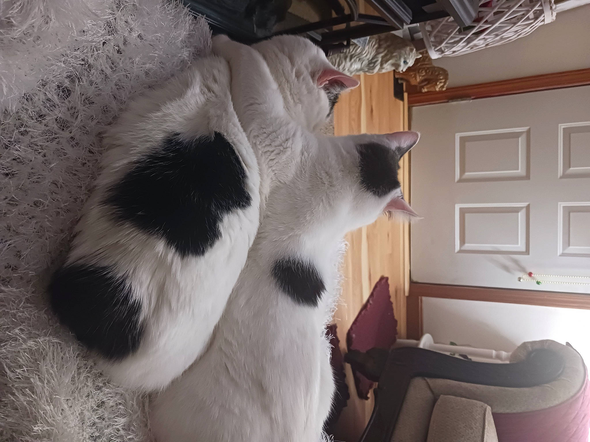 Lucky is registered to the contest to win money with this photo: carnivore, cat, comfort, companion_dog, dog_breed, domestic_short_haired_cat, door, felidae, flooring, fur, mammal, natural_material, room, small_to_medium_sized_cats, tail, terrestrial_animal, whiskers