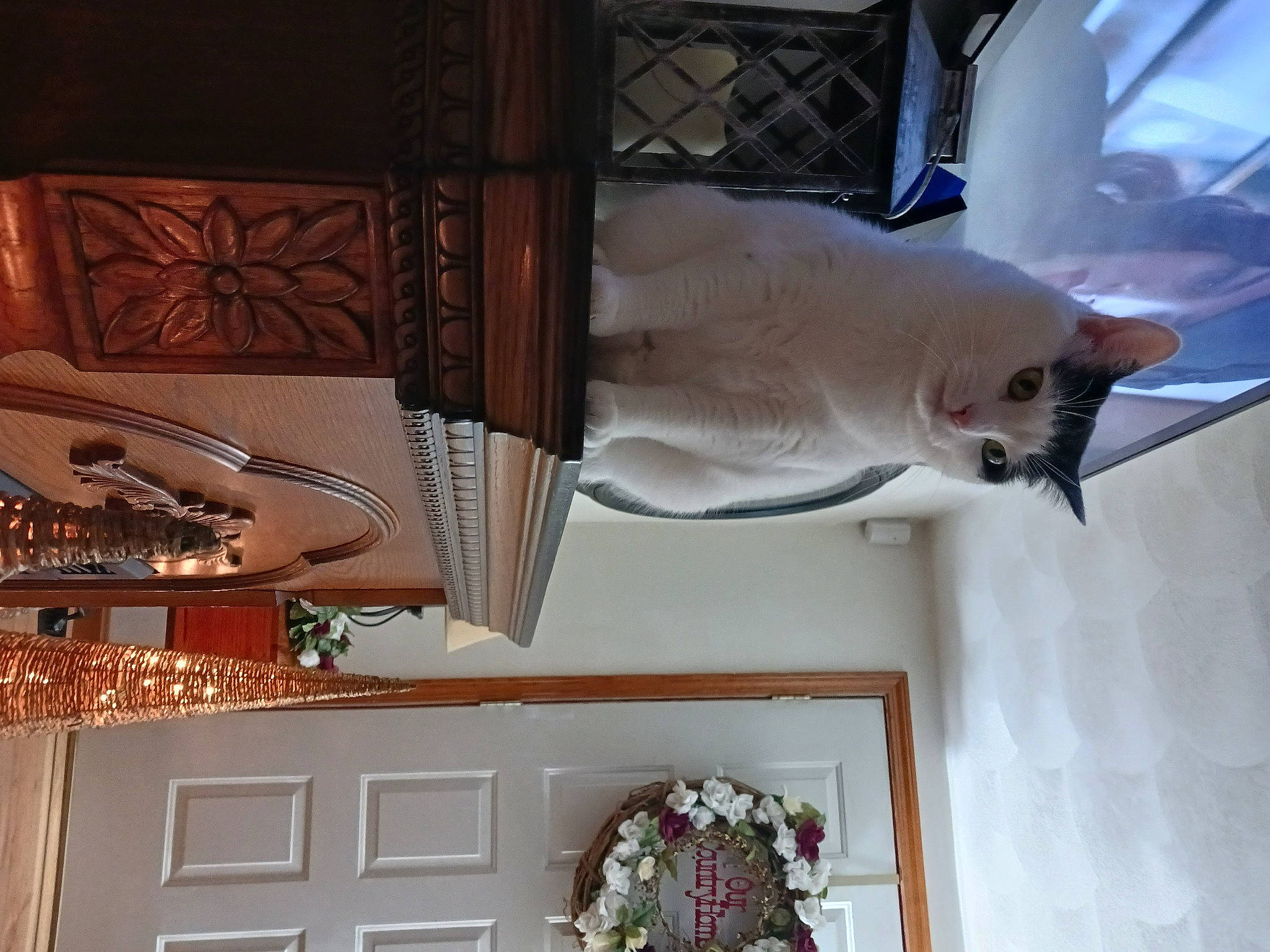 Lucky is registered to the contest to win money with this photo: antique, carnivore, cat, ceiling, curtain, door, felidae, hardwood, home_accessories, house, interior_design, musical_instrument, plaster, room, small_to_medium_sized_cats, tail, whiskers, window_covering, window_treatment, wood