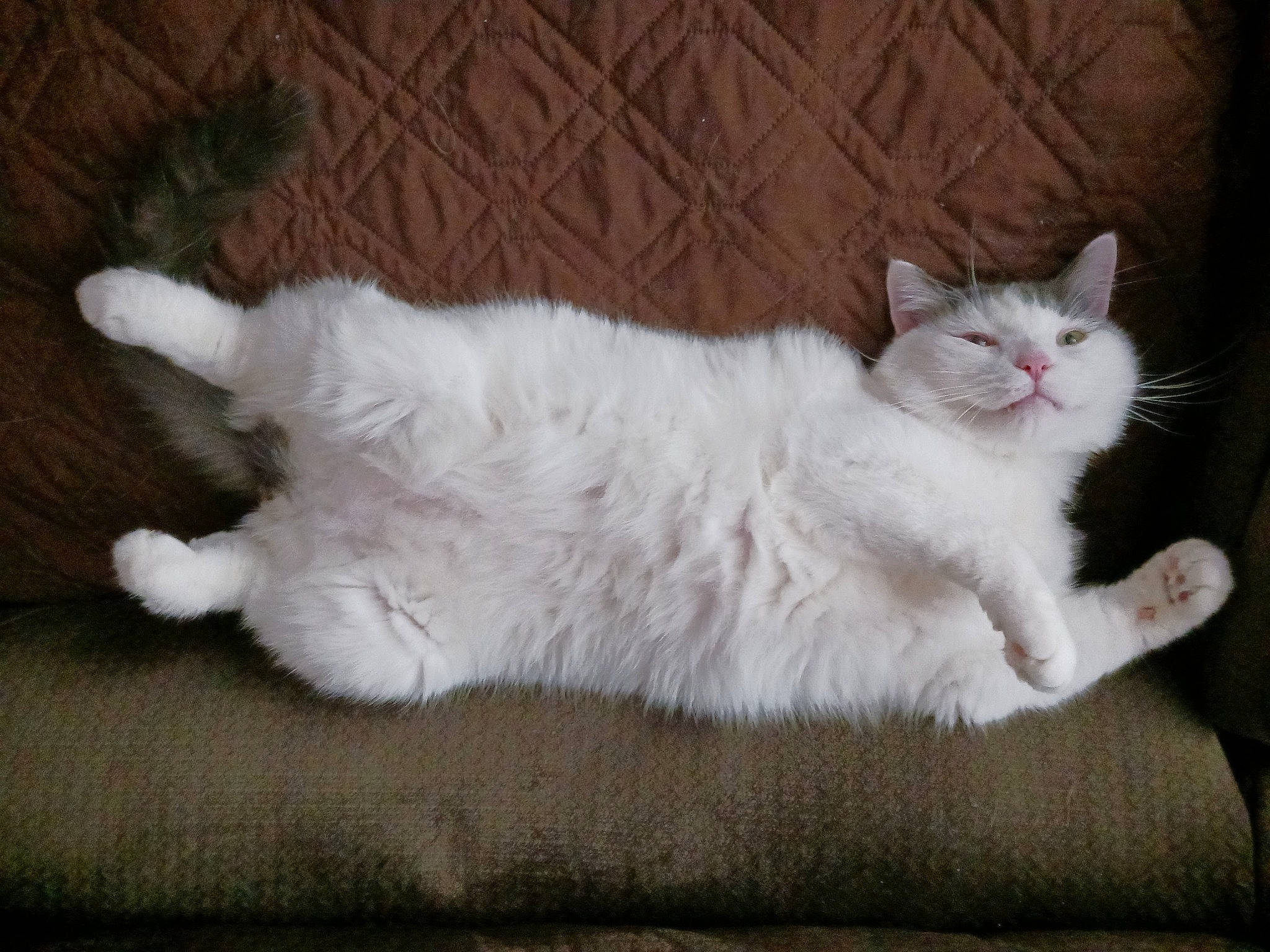 Dusty is registered to the contest to win money with this photo: carnivore, cat, claw, comfort, domestic_short_haired_cat, fawn, felidae, flooring, foot, fur, grey, hardwood, paw, sitting, small_to_medium_sized_cats, snout, tail, whiskers