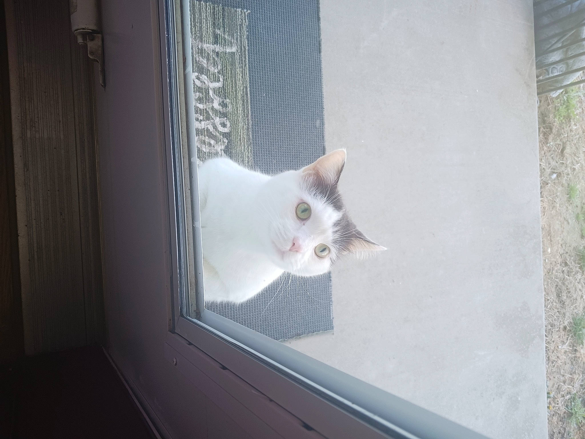 Dusty is registered to the contest to win money with this photo: animal_shelter, carnivore, cat, curtain, domestic_short_haired_cat, felidae, fixture, flooring, fur, glass, grey, hardwood, room, small_to_medium_sized_cats, tail, whiskers, window, window_covering, window_treatment, wood