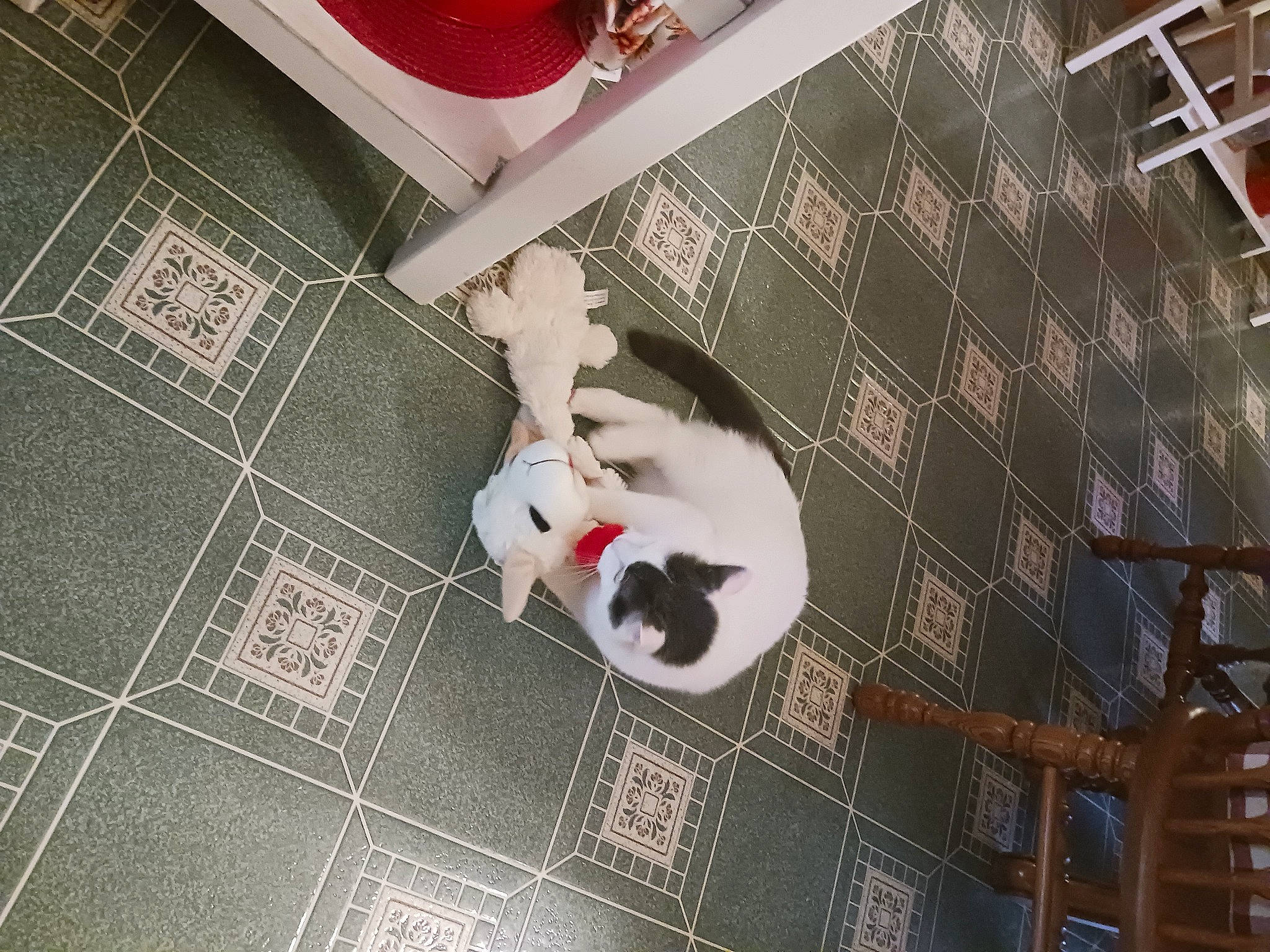 Dusty is registered to the contest to win money with this photo: carnivore, cat, companion_dog, dog_breed, domestic_short_haired_cat, fawn, felidae, floor, flooring, fur, hardwood, pattern, pet_supply, room, small_to_medium_sized_cats, tail, textile, tile_flooring, whiskers, wood