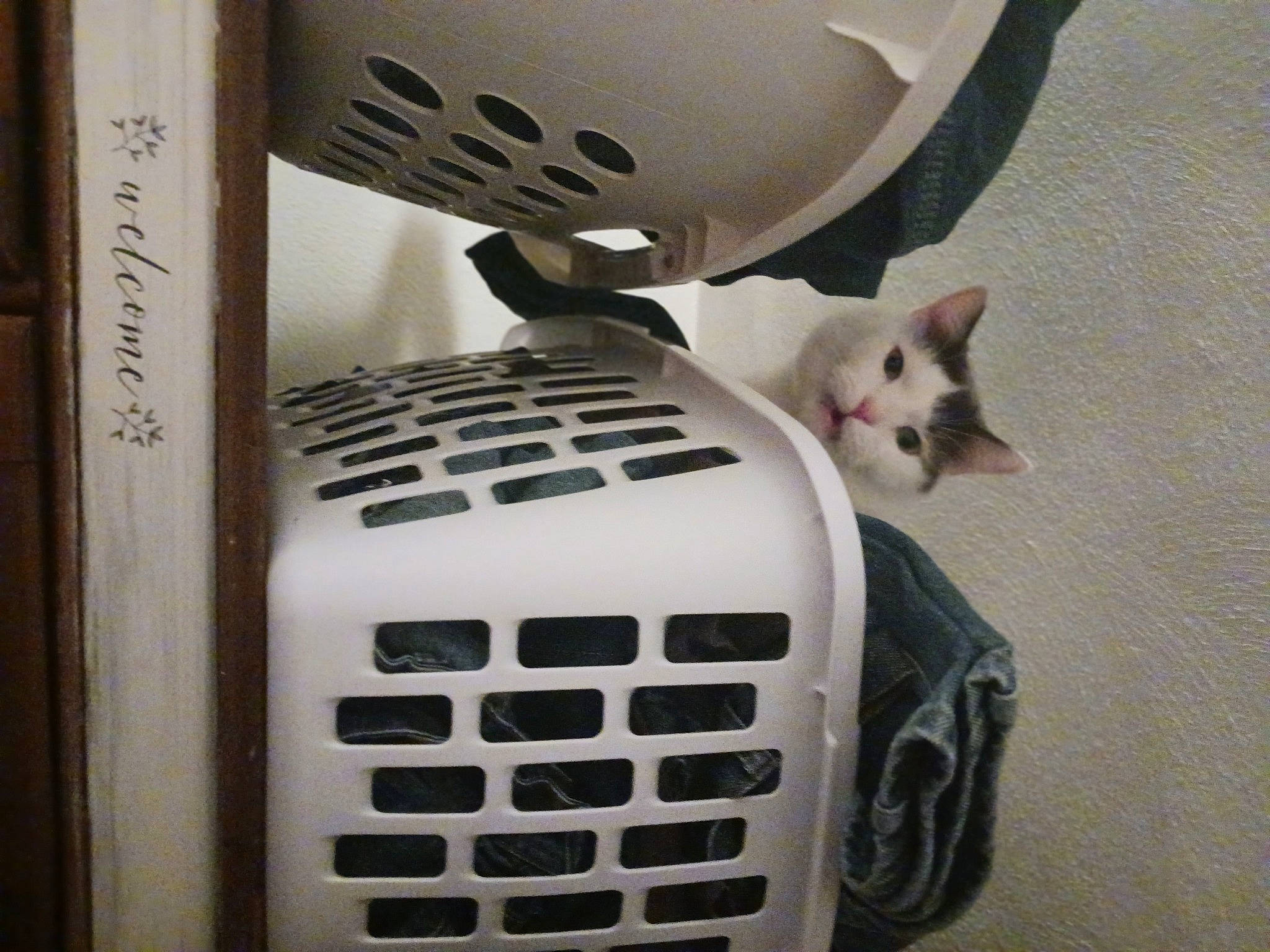 Dusty is registered to the contest to win money with this photo: automotive_exterior, automotive_tire, carnivore, cat, electronic_device, felidae, fender, gas, grille, hood, machine, mammal, motor_vehicle, rim, small_to_medium_sized_cats, tire, vehicle, wheel, whiskers, white