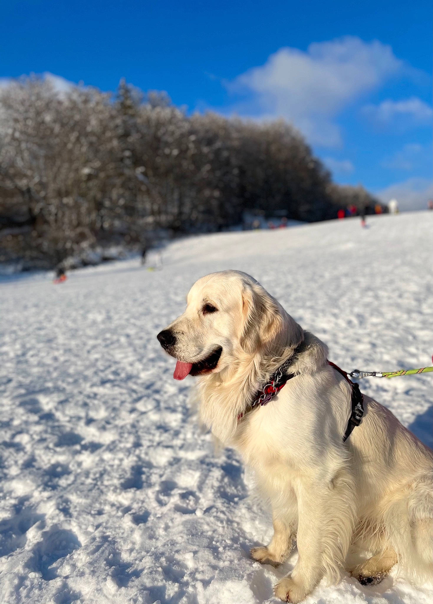Parker participe au concours pour gagner de l'argent avec cette photo : carnivore, cloud, companion_dog, dog, dog_breed, freezing, fur, geological_phenomenon, glacial_landform, ice_cap, landscape, mountain, recreation, retriever, sky, slope, snow, sporting_group, tree, winter