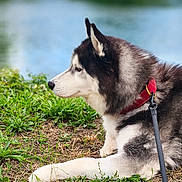 Hiro a rejoint le concours — aidez-le/la à gagner de superbes lots ! dog, husky, black_and_white, collar, leash, grass, lake, outdoor, side_view, pet, animal, nature, canine, fur, resting, calm, daylight, muzzle, ears, portrait