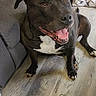 black_dog, brown_eyes, couch, dog, floor_vent, happy, indoors, living_room, lying_down, open_mouth, pet, pillow, pit_bull, portrait, short_hair, sitting, smiling, tongue, white_chest, wood_floor