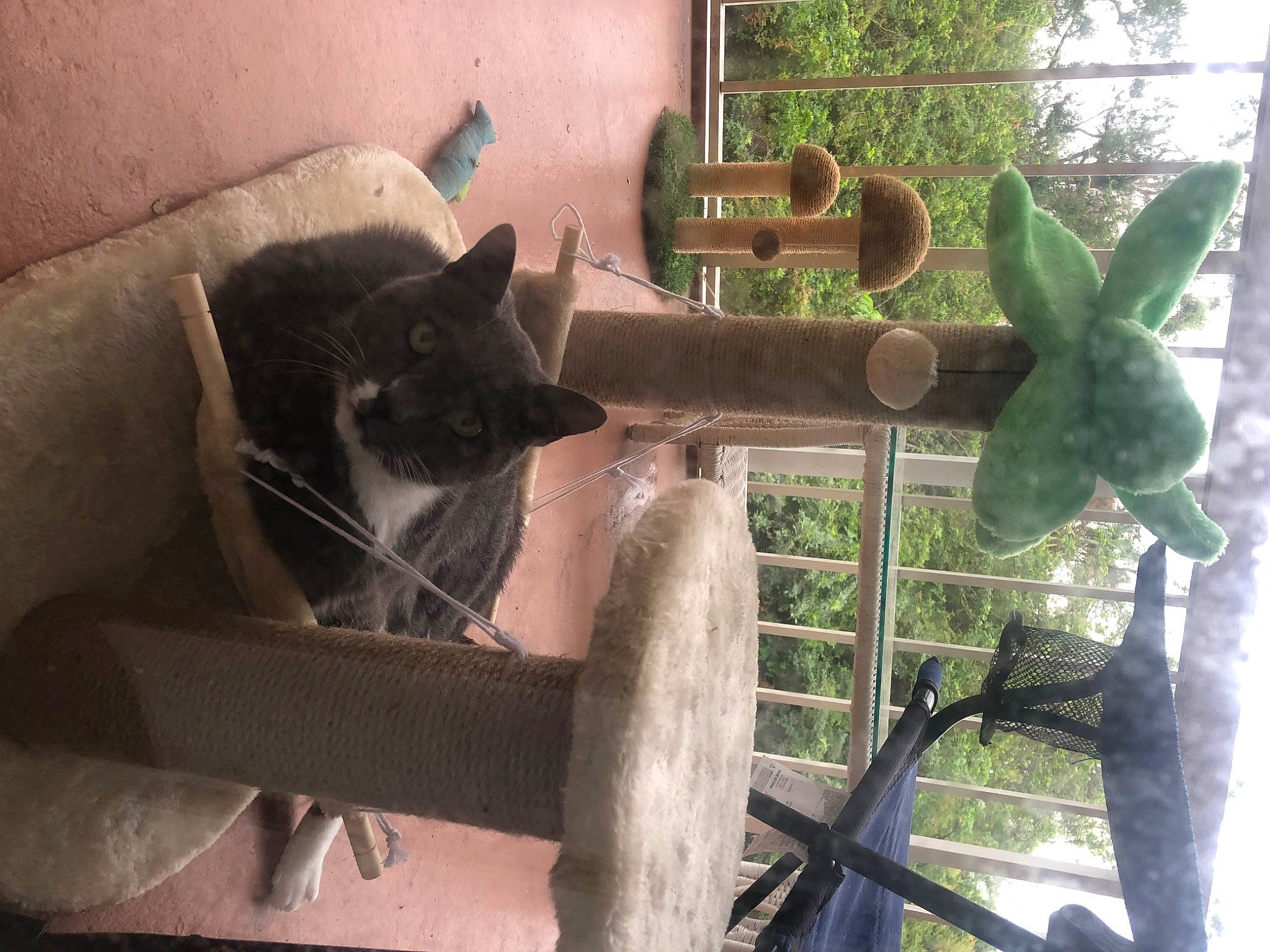 Chicken is registered to the contest to win money with this photo: animal_shelter, carnivore, cat, cat_supply, domestic_short_haired_cat, door, felidae, flowerpot, house, pet_supply, plant, small_to_medium_sized_cats, tail, terrestrial_animal, tree, whiskers, window, wood