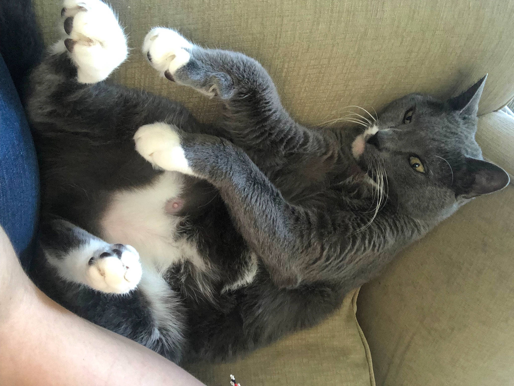 Chicken joined the competition — help win amazing prizes! black_cat, carnivore, cat, cat_bed, claw, comfort, domestic_short_haired_cat, felidae, fur, grey, nap, paw, small_to_medium_sized_cats, snout, tail, terrestrial_animal, whiskers, window