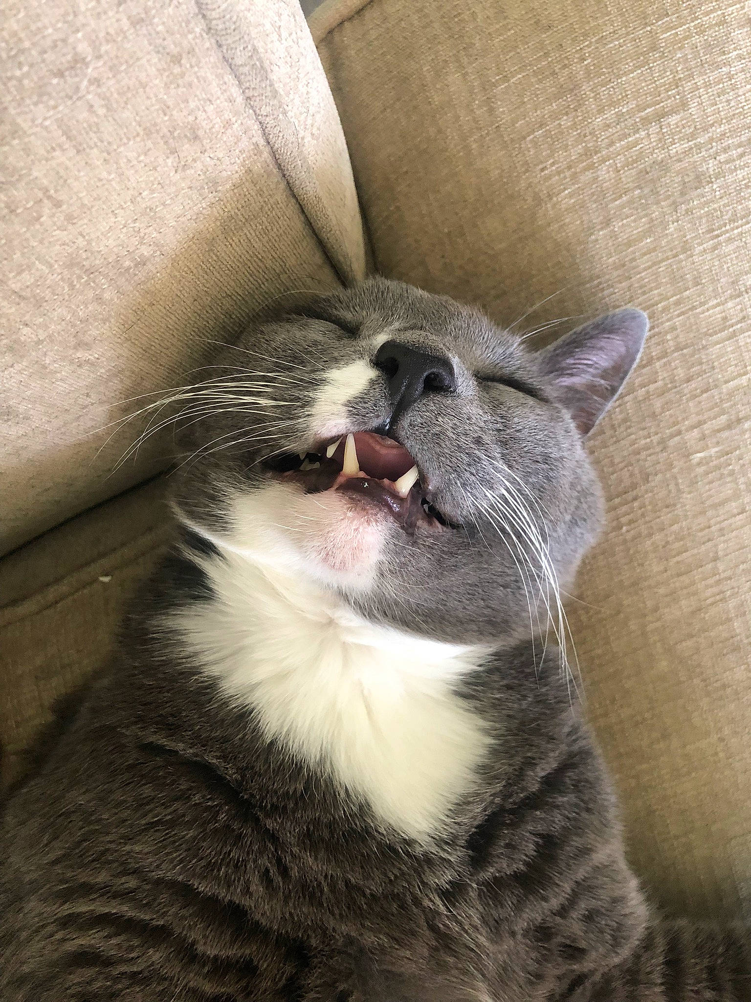 Chicken joined the competition — help win amazing prizes! carnivore, cat, claw, comfort, domestic_short_haired_cat, ear, fang, felidae, fur, grey, nap, paw, small_to_medium_sized_cats, snout, tail, terrestrial_animal, whiskers, yawn