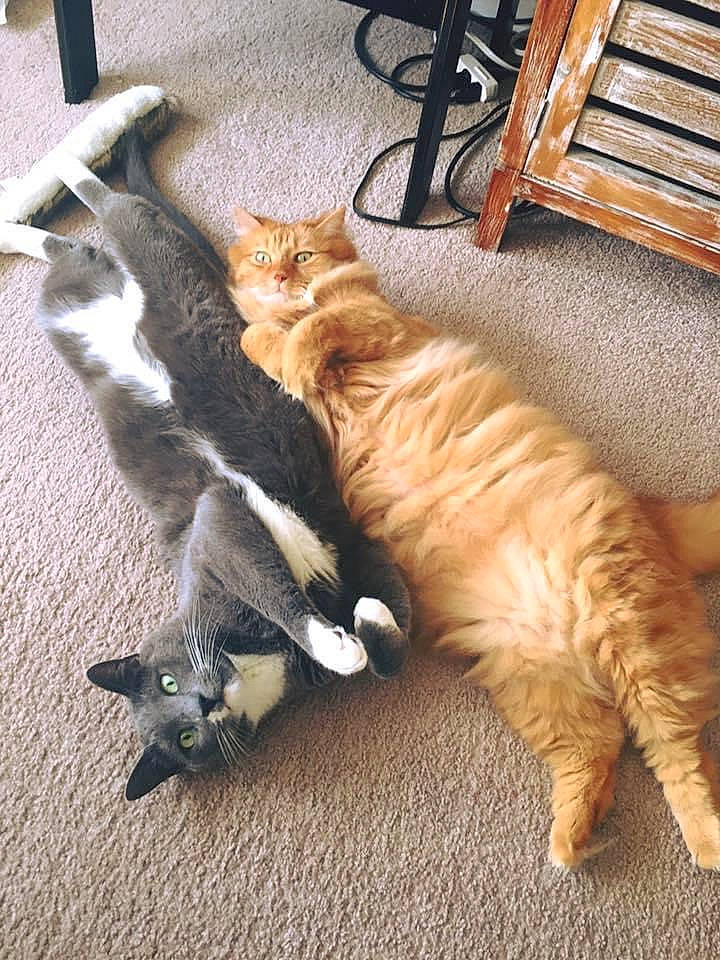 Chicken is registered to the contest to win money with this photo: art, carnivore, cat, claw, comfort, domestic_short_haired_cat, fawn, felidae, flooring, foot, fur, hardwood, mammal, paw, small_to_medium_sized_cats, tail, whiskers, wood