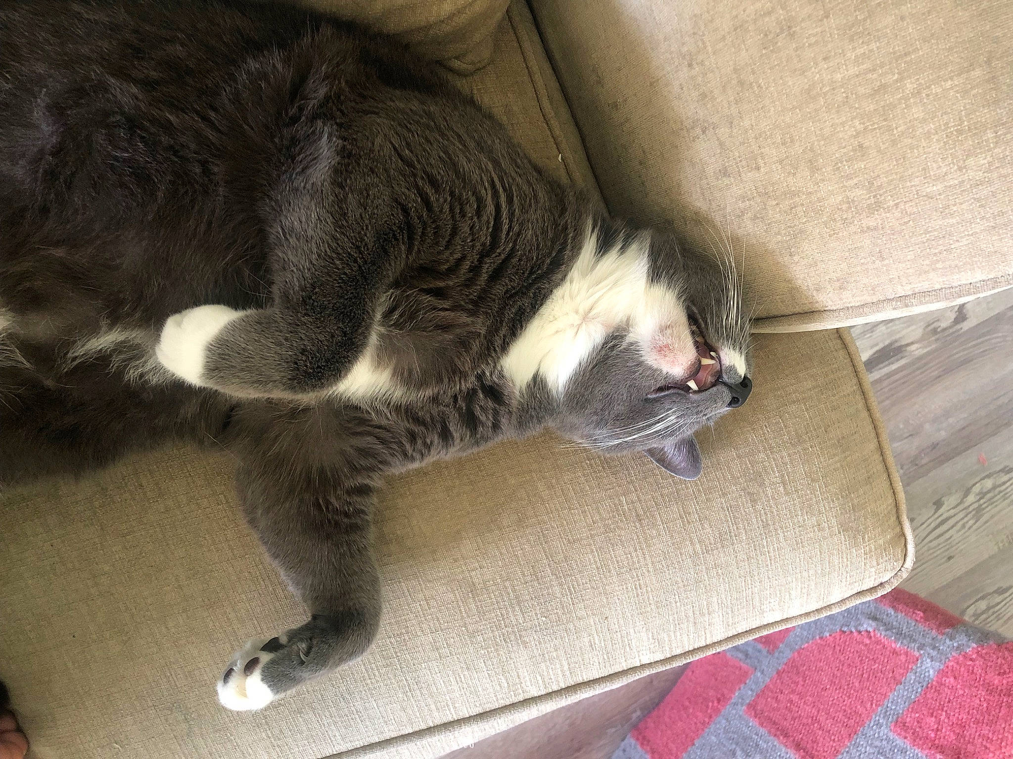 Chicken joined the competition — help win amazing prizes! carnivore, cat, claw, comfort, dog_breed, domestic_short_haired_cat, felidae, flooring, fur, grey, hardwood, paw, small_to_medium_sized_cats, tail, whiskers, wood