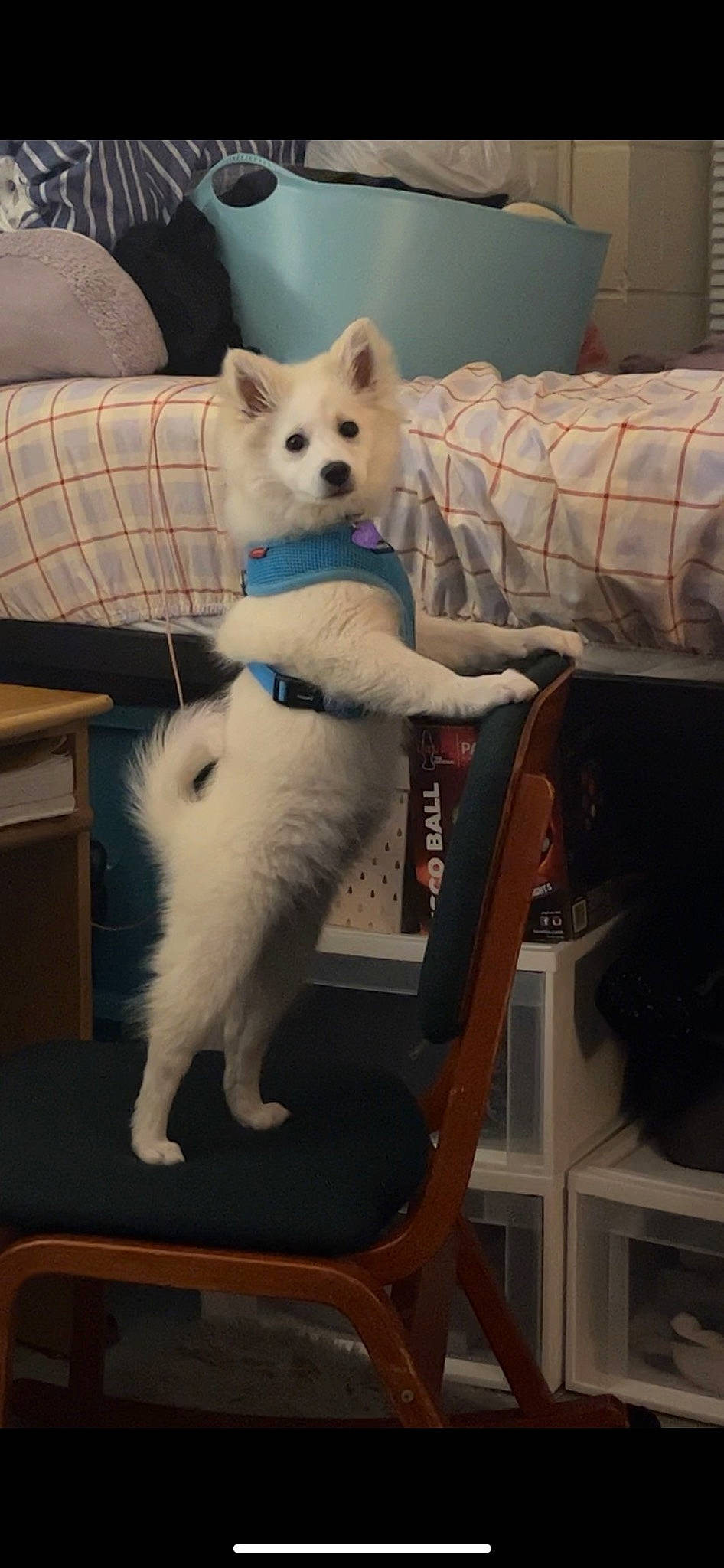 Iris is registered to the contest to win money with this photo: canidae, carnivore, chair, collar, comfort, companion_dog, couch, dog, dog_breed, fawn, felidae, fur, furniture, mammal, sitting, snout, sporting_group, tail, whiskers, working_animal