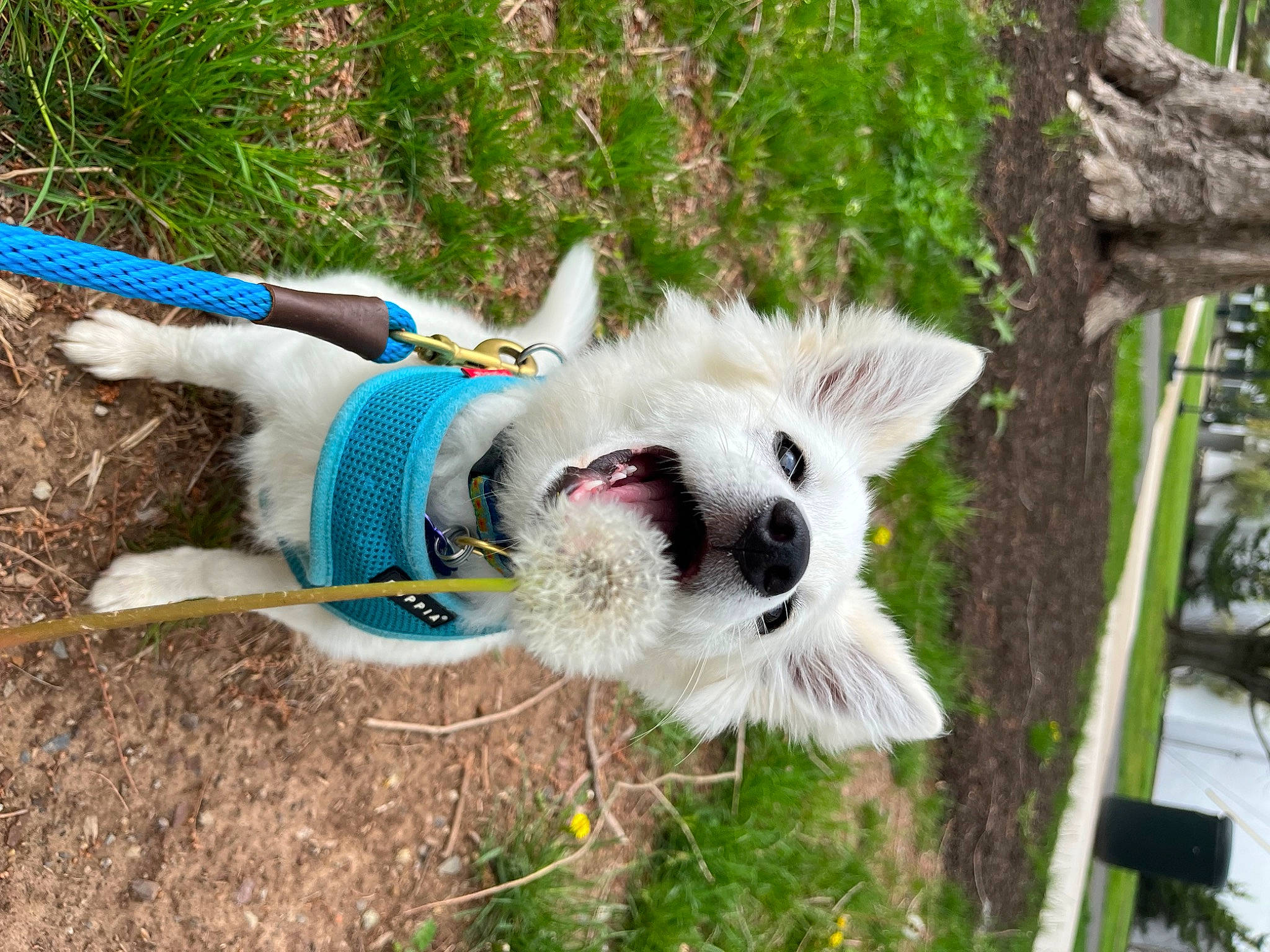 Iris joined the competition — help win amazing prizes! canidae, carnivore, collar, companion_dog, dog, dog_breed, fawn, fur, grass, panda, plant, recreation, snout, sporting_group, tail, terrestrial_animal, toy, tree, whiskers, working_animal