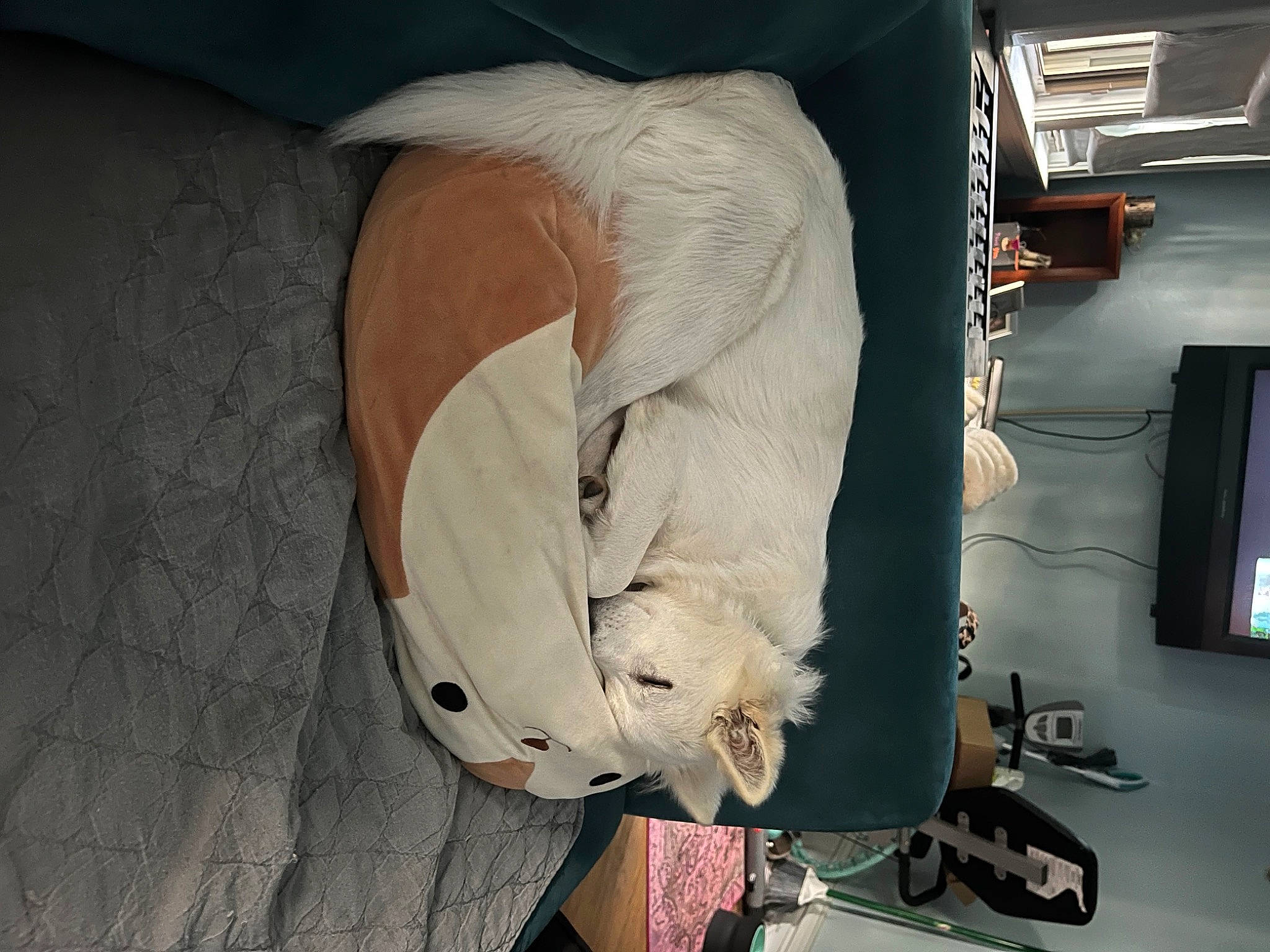 Iris is registered to the contest to win money with this photo: bag, canidae, comfort, companion_dog, dog_breed, elbow, felidae, flooring, foot, fur, human_leg, knee, luggage_and_bags, machine, room, small_to_medium_sized_cats, sporting_group, tail, whiskers, wire